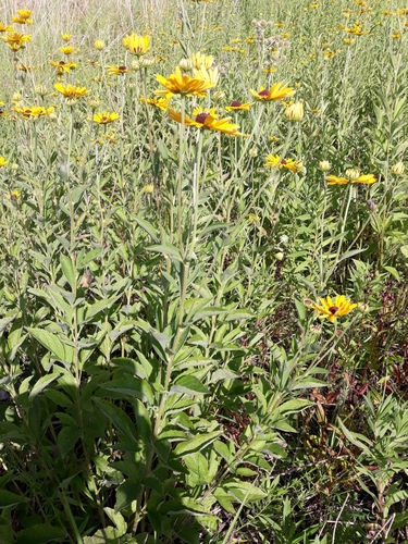 Rudbeckia subtomentosa