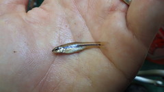 Notropis atrocaudalis