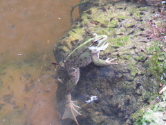 Pelophylax bedriagae