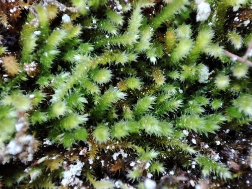 Plasteurhynchium meridionale, 2025-03-07