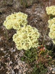 Oligogonum