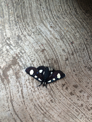 Alypiodes bimaculata