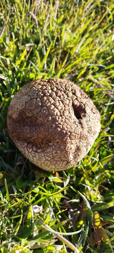 Calvatia cyathiformis · March 2025 · photo: © fede_munoz (iNaturalist, cc0)