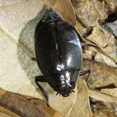 Dineutus sublineatus