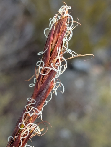Image of Tetraria ustulata by no rights reserved