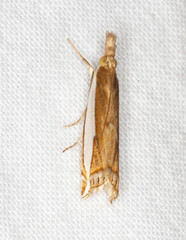 Crambus quinquareatus