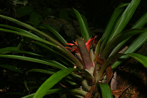 Guzmania lingulata