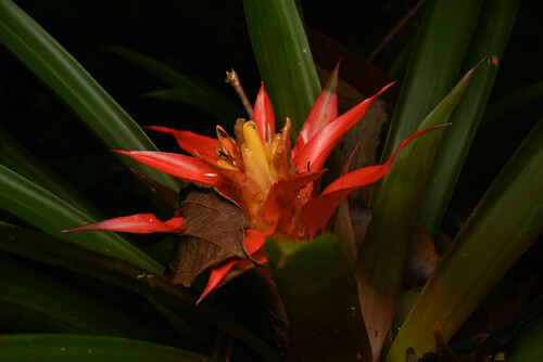 Guzmania lingulata