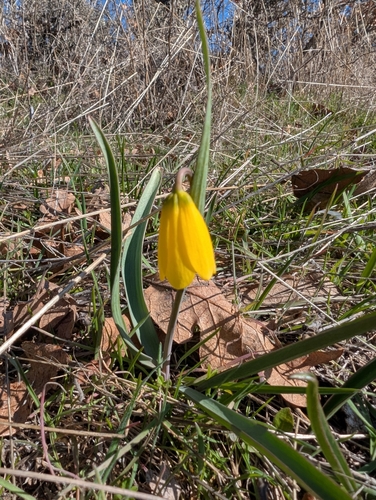 Foto de Fritillaria pudica