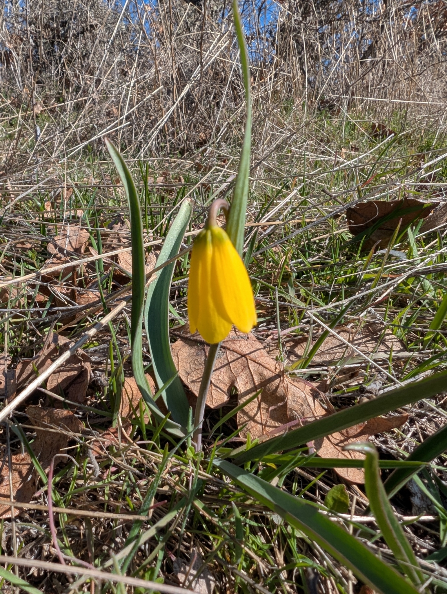 Imagem de Fritillaria pudica não possui um nome popular amplamente reconhecido no Brasil