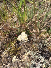 Antennaria rosea