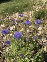 Jasione laevis
