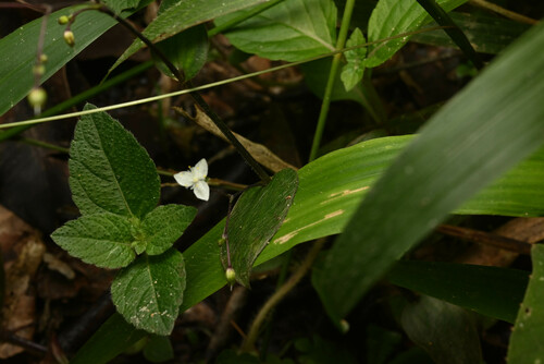 Gibasis geniculata, photograph 6