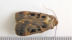 Pseudohermonassa tenuicula