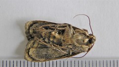 Pseudohermonassa tenuicula