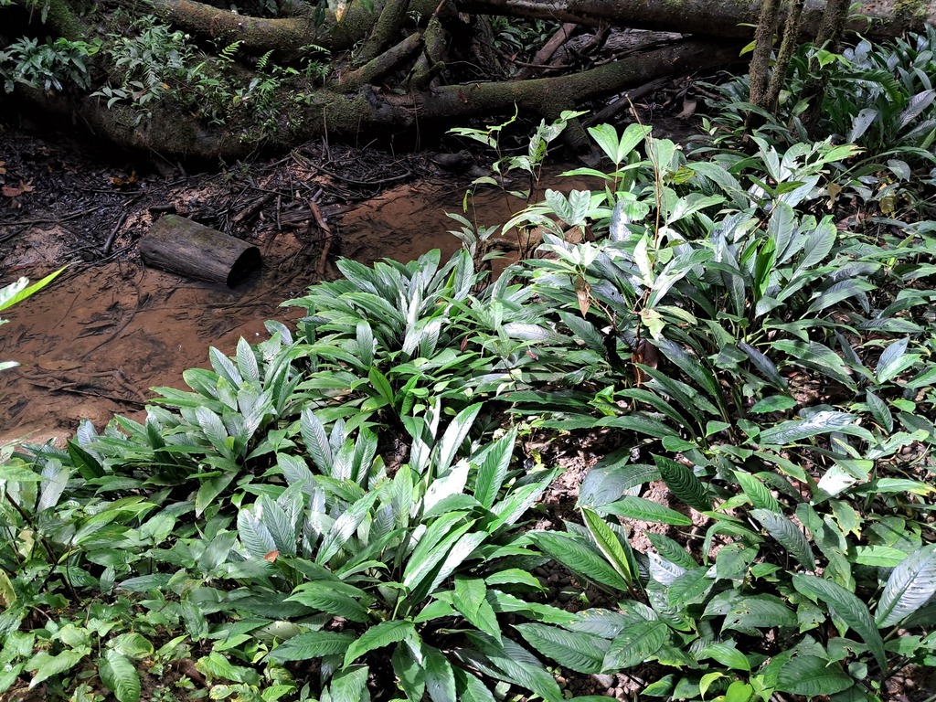 Phymatarum