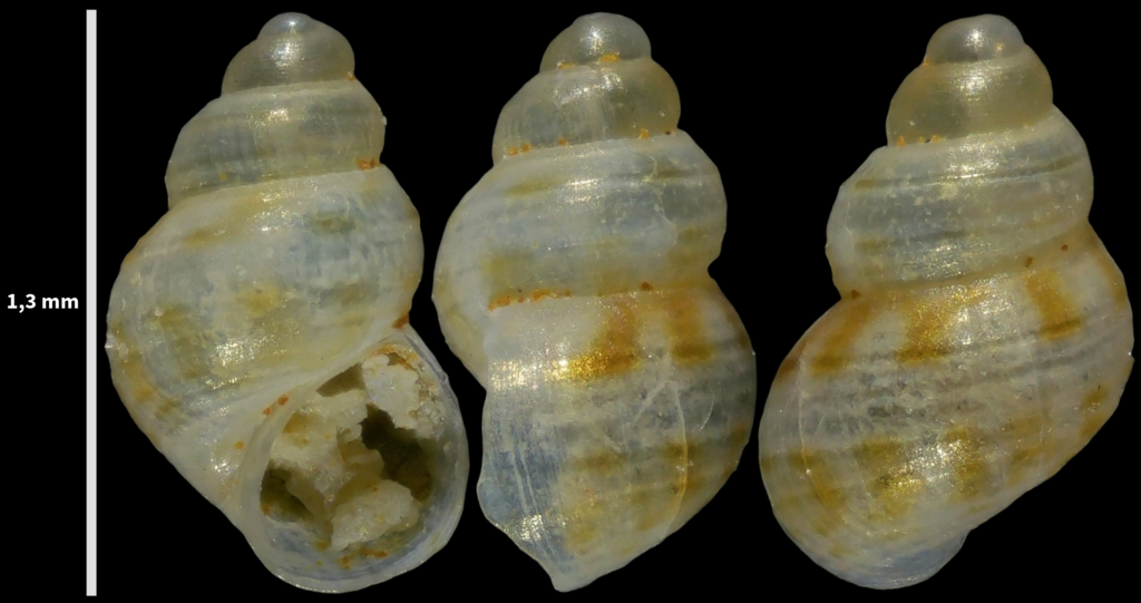 Crisilla simulans