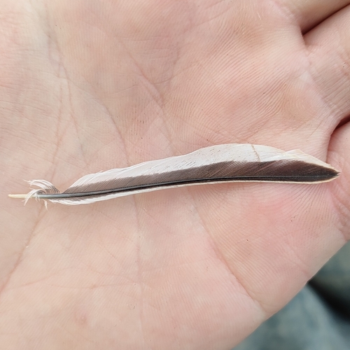 Plume de Linotte mélodieuse