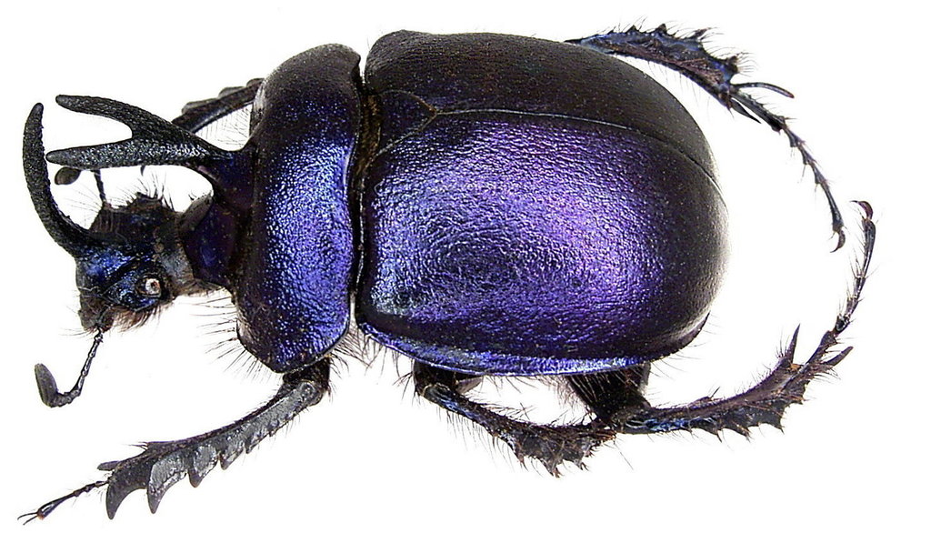 Enoplotrupes