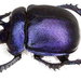 Enoplotrupes sharpi - Photo (c) Udo Schmidt, some rights reserved (CC BY-SA)