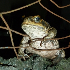 Rhinella marina