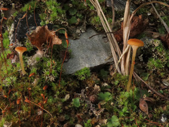 Loreleia postii