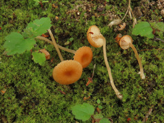 Loreleia postii
