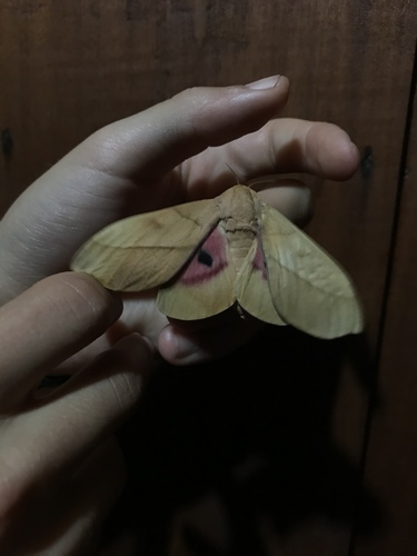 Syssphinx molina