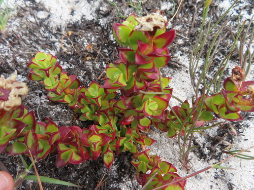 Image of Erepsia inclaudens by (c) linkie, some rights reserved (CC BY)