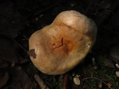 Hypomyces lithuanicus