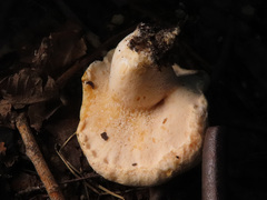 Hypomyces lithuanicus
