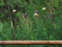 Marasmius limosus