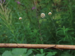 Marasmius limosus