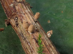 Coprinopsis urticicola