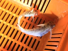 Duringlanis perugiae