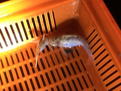 Duringlanis perugiae