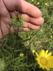 Grindelia lanceolata