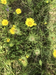 Grindelia lanceolata