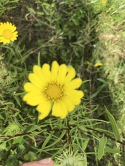 Grindelia lanceolata