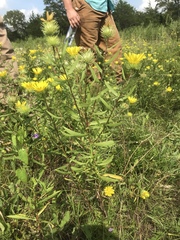 Grindelia lanceolata