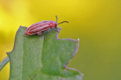 Disonycha conjugata