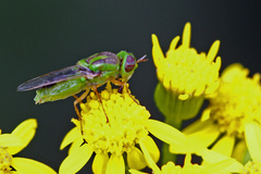 Hedriodiscus trivittatus