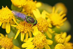 Hedriodiscus trivittatus