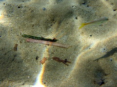 Mullus barbatus