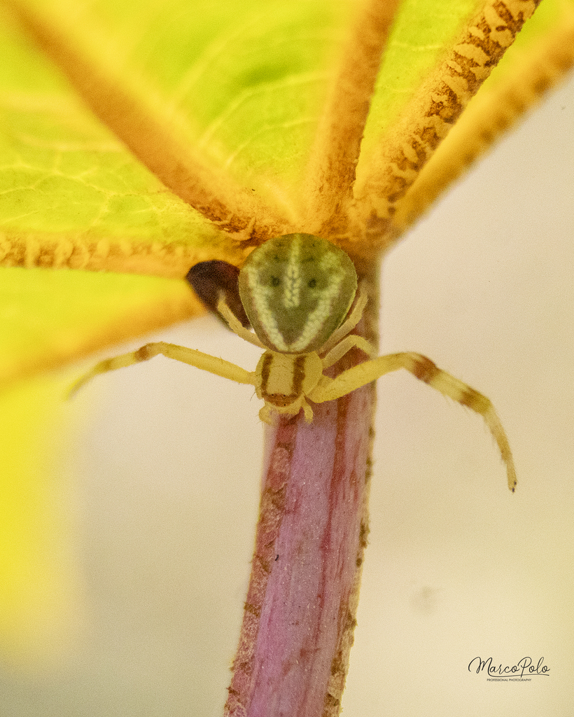Misumenops gracilis
