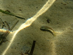 Mullus barbatus