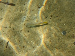 Mullus barbatus