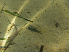 Mullus barbatus