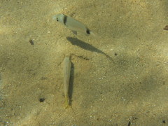 Mullus barbatus