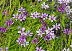 Sisyrinchium nashii